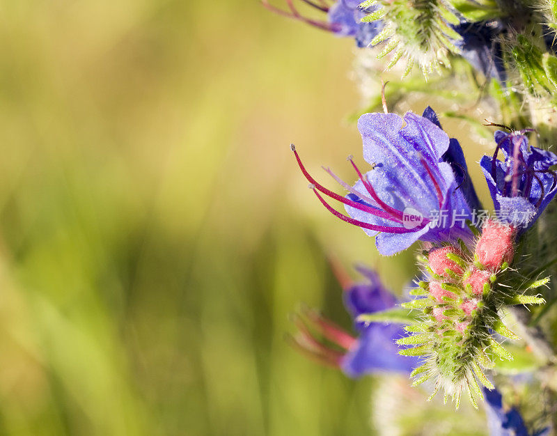 蝰蛇的Bugloss (Echium庸俗)